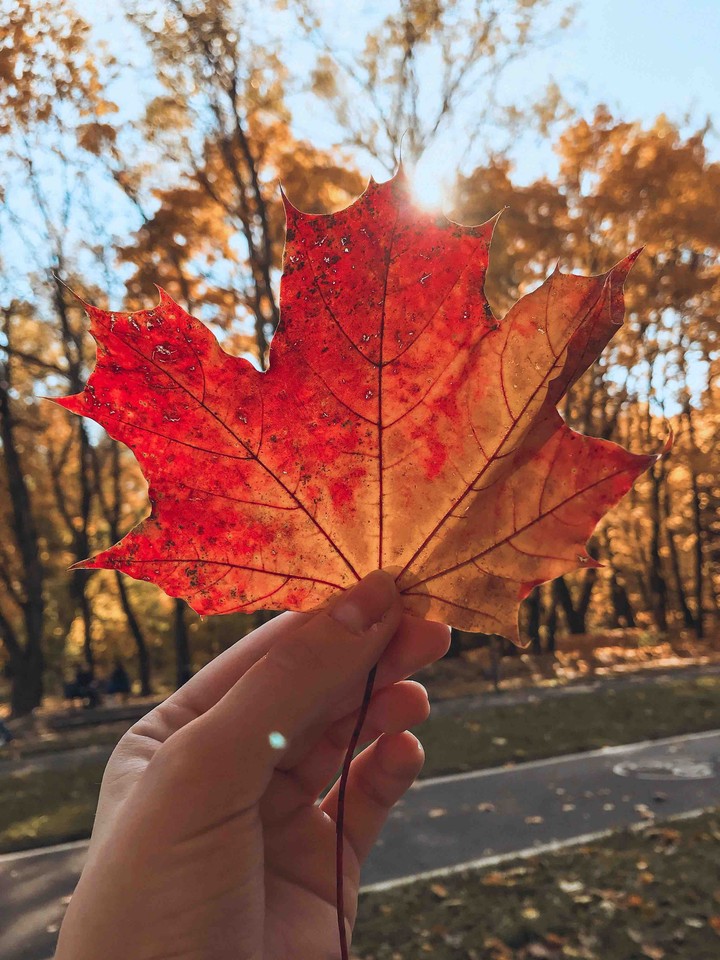 autumn
