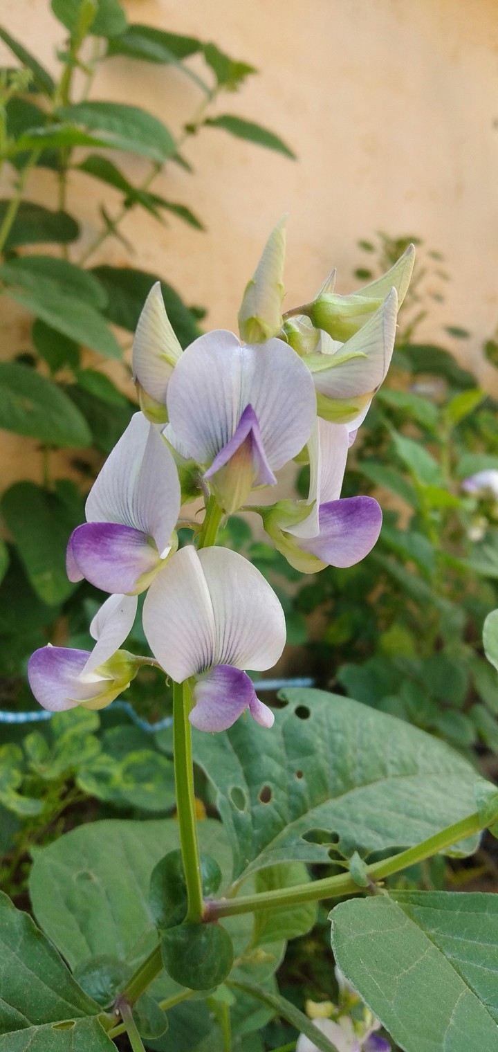 #flowers