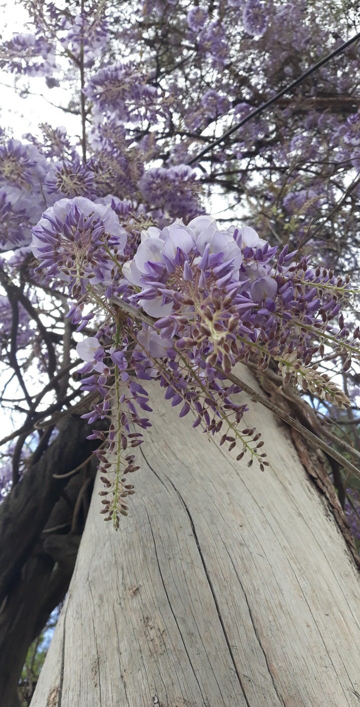 purple flowers