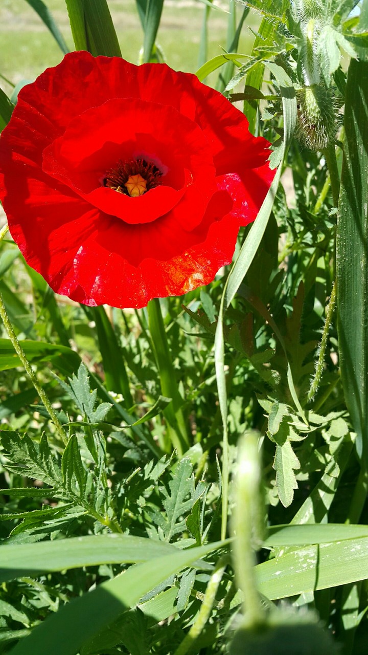 gelincik