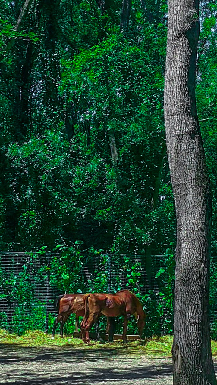 horse