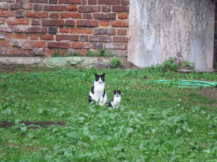 cat