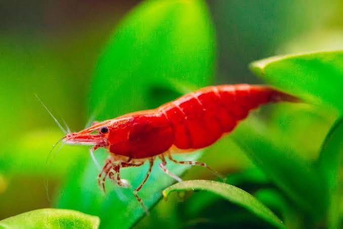 PLANTED AQUARIUM RED SHRIMP