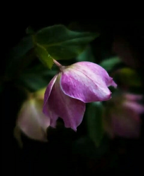 bud