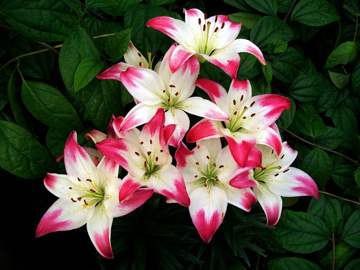 flowers