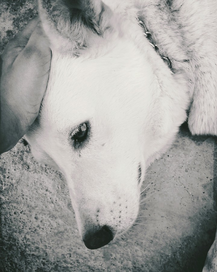 dog