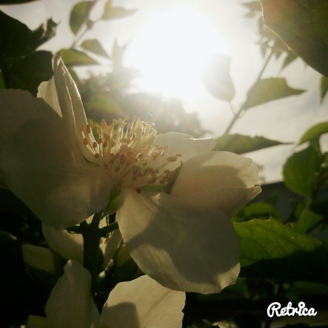 flower in the sun