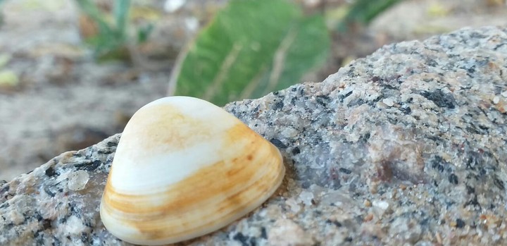Rocks