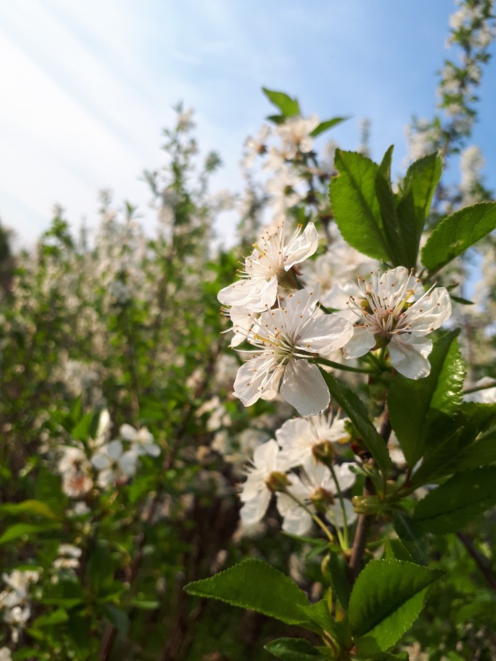 flowers