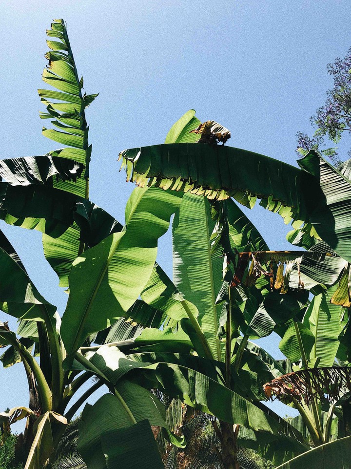 banana tree