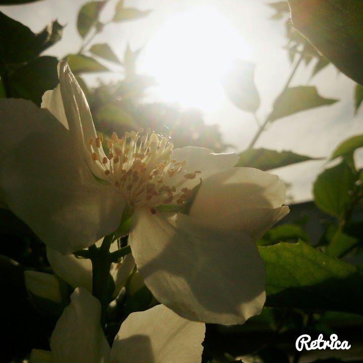 flower in the sun