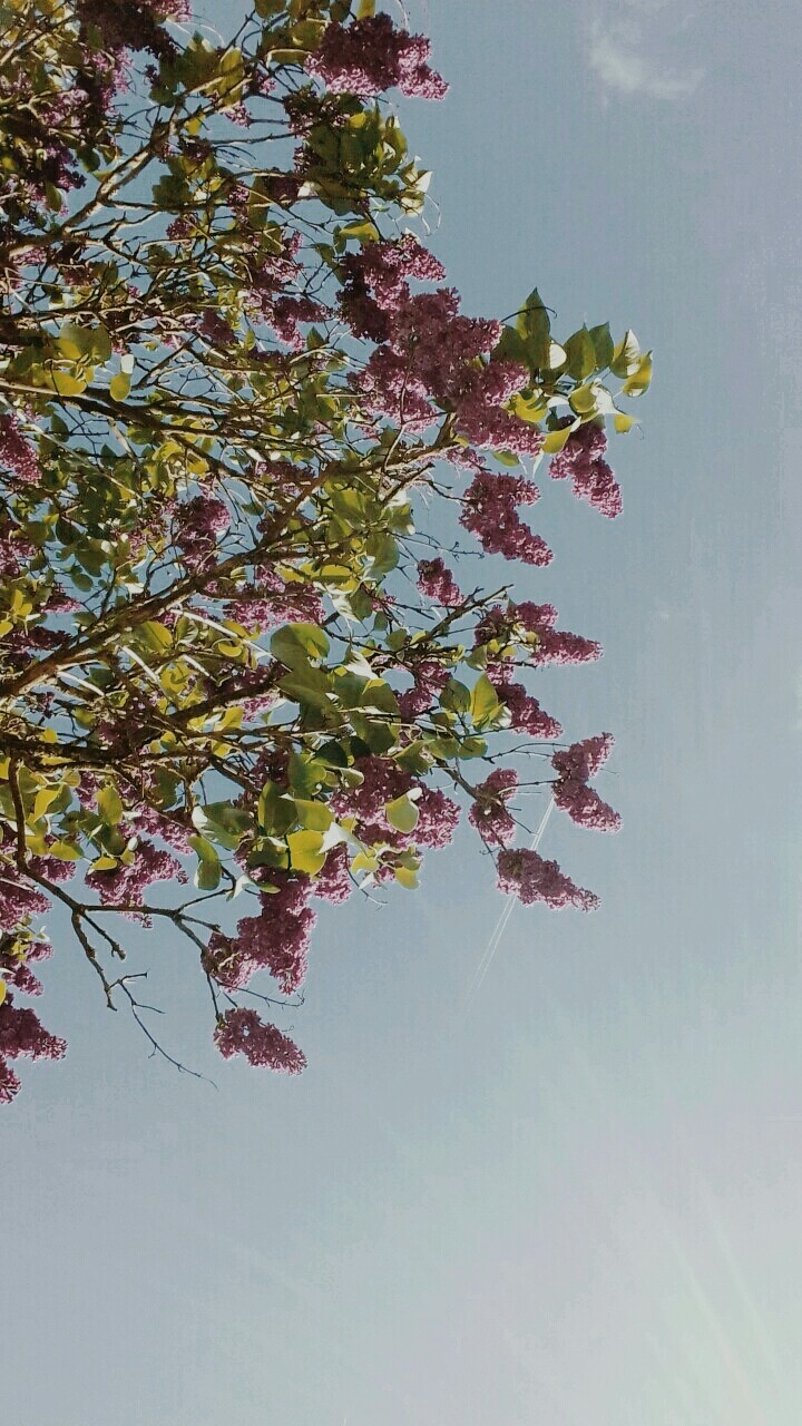 Flieder baum