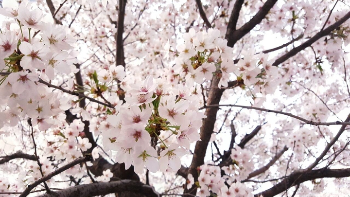 벚꽃