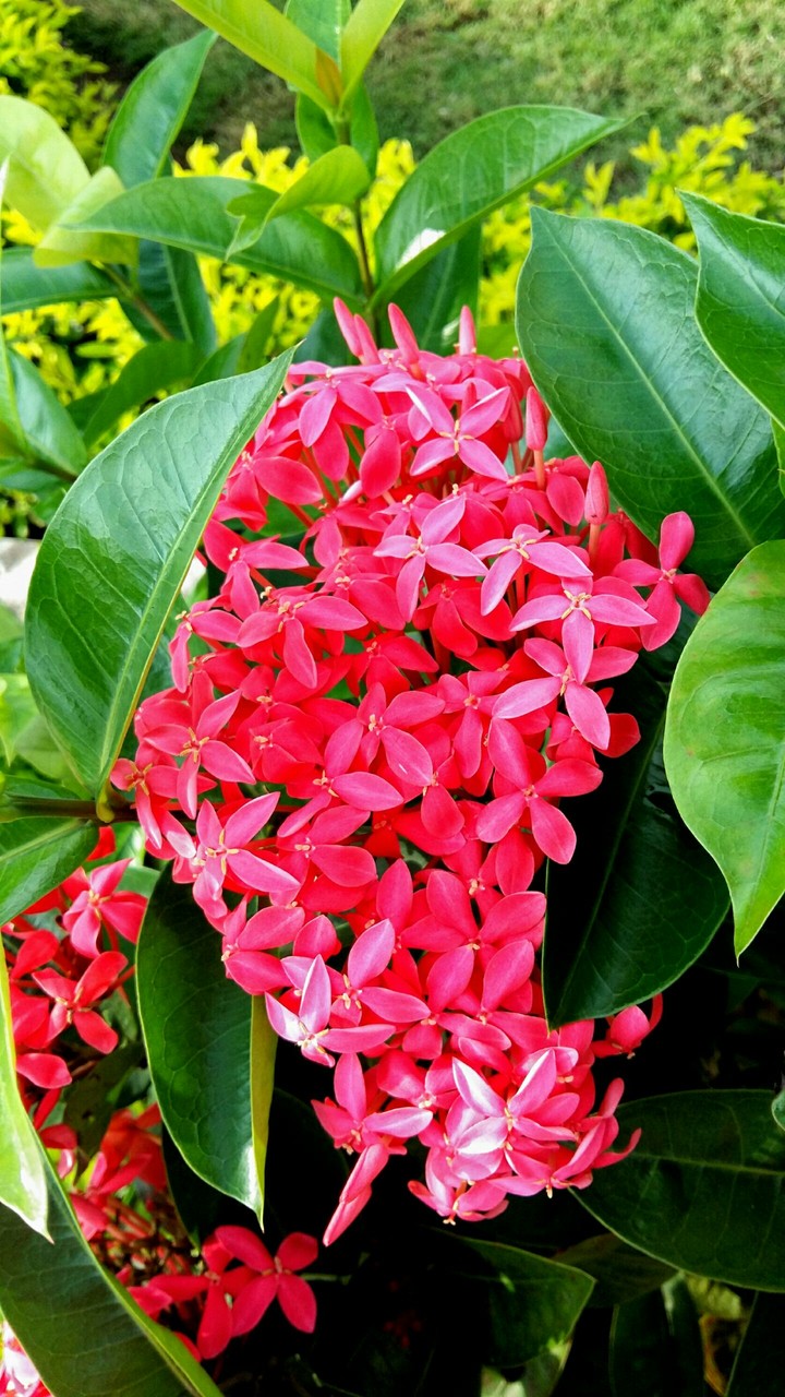 Flowers