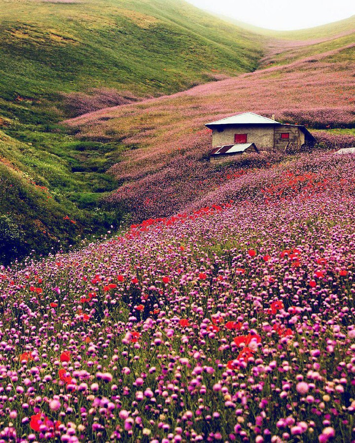 دشت گلها