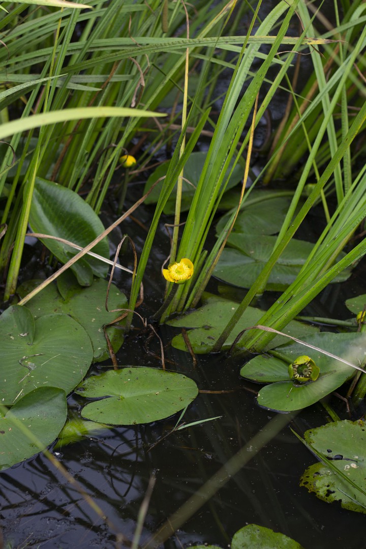 water flowers