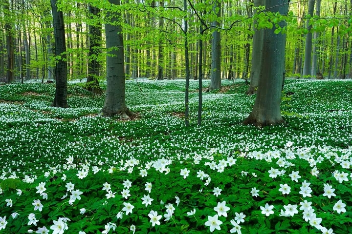 fondos de pantalla nature, wildflower
