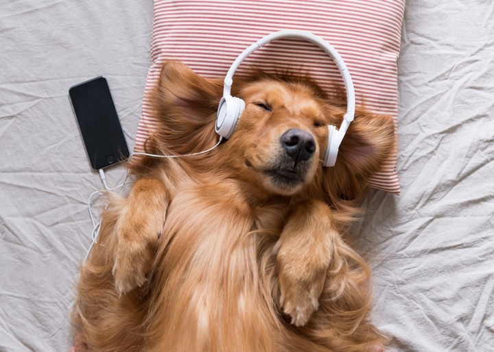 Digital Dog ;-)