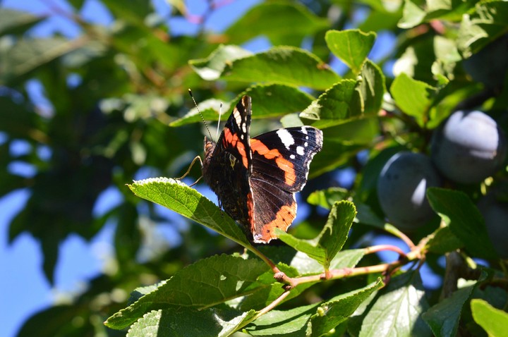 Butterfly