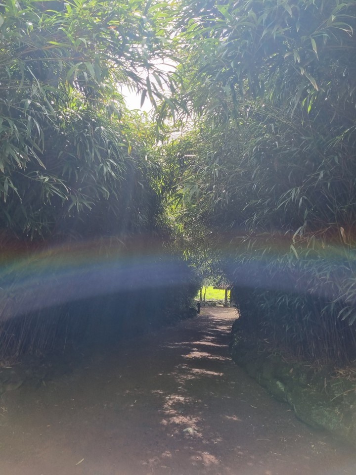 rainbow with forest