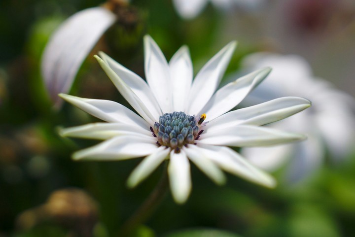 withe flower