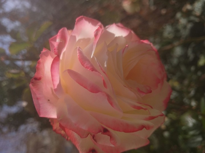rose