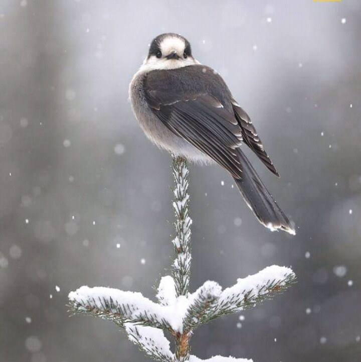 oiseaux...