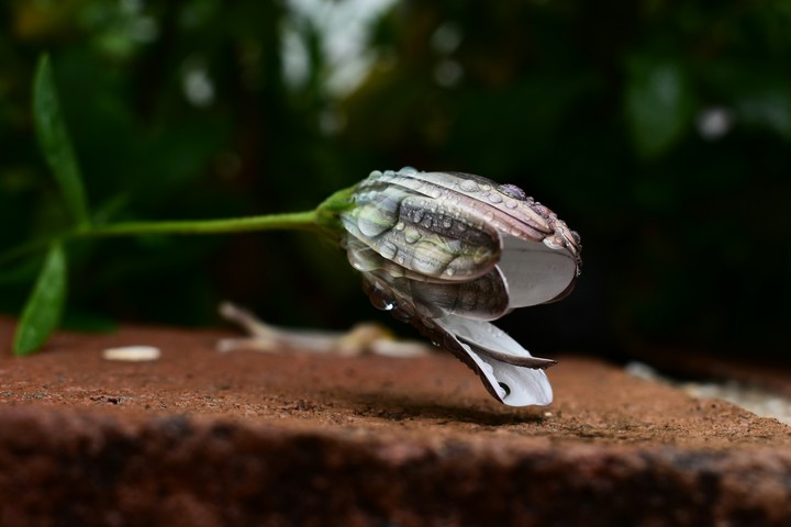 Flower Rain