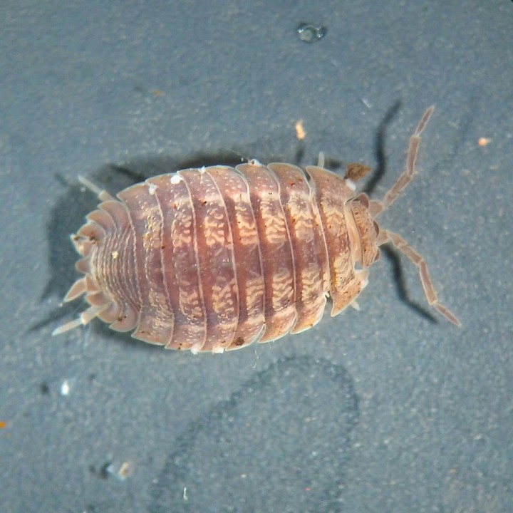 Tatuzinho de jandim
