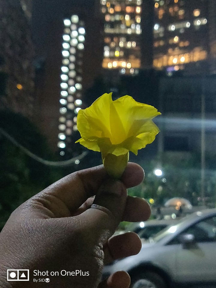 yellow flowers