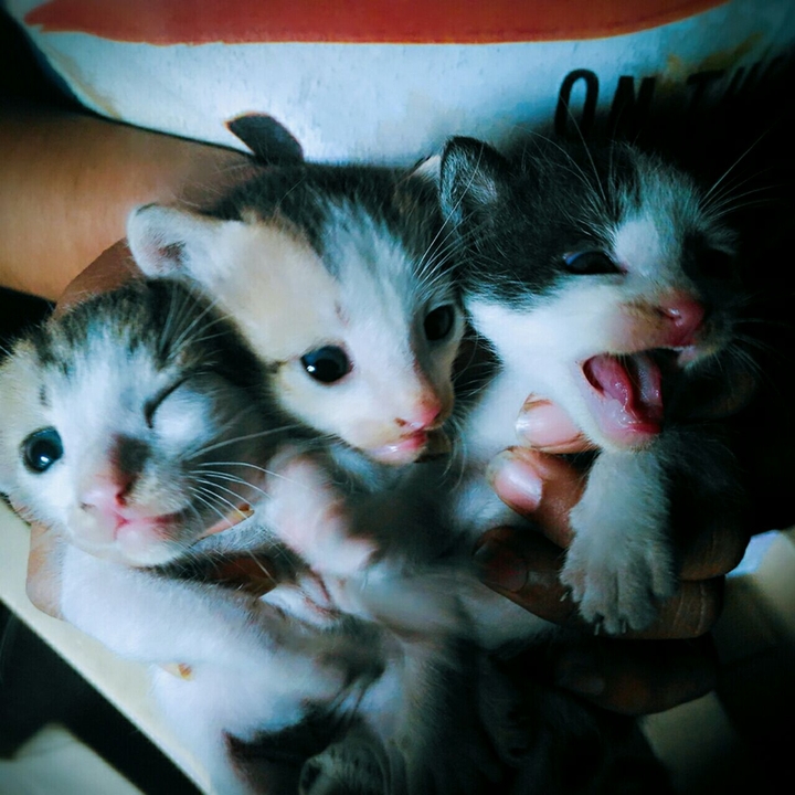 three little kittens