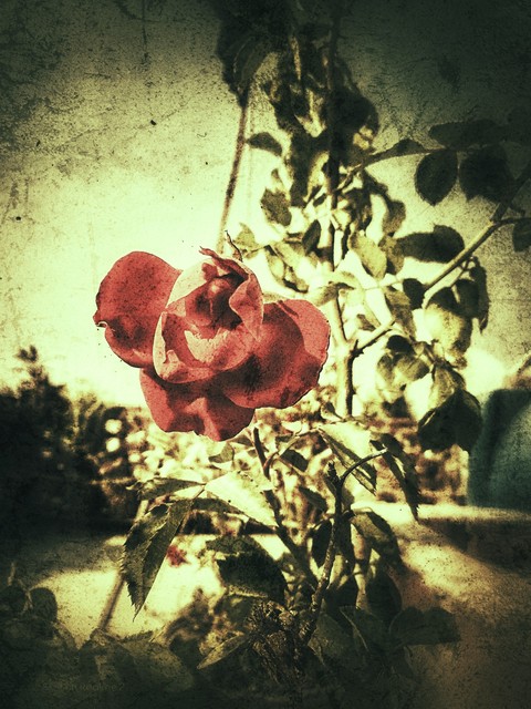 red roses