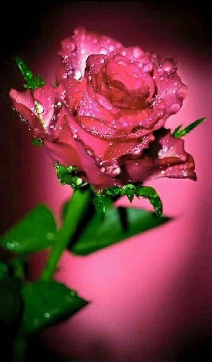 red rose