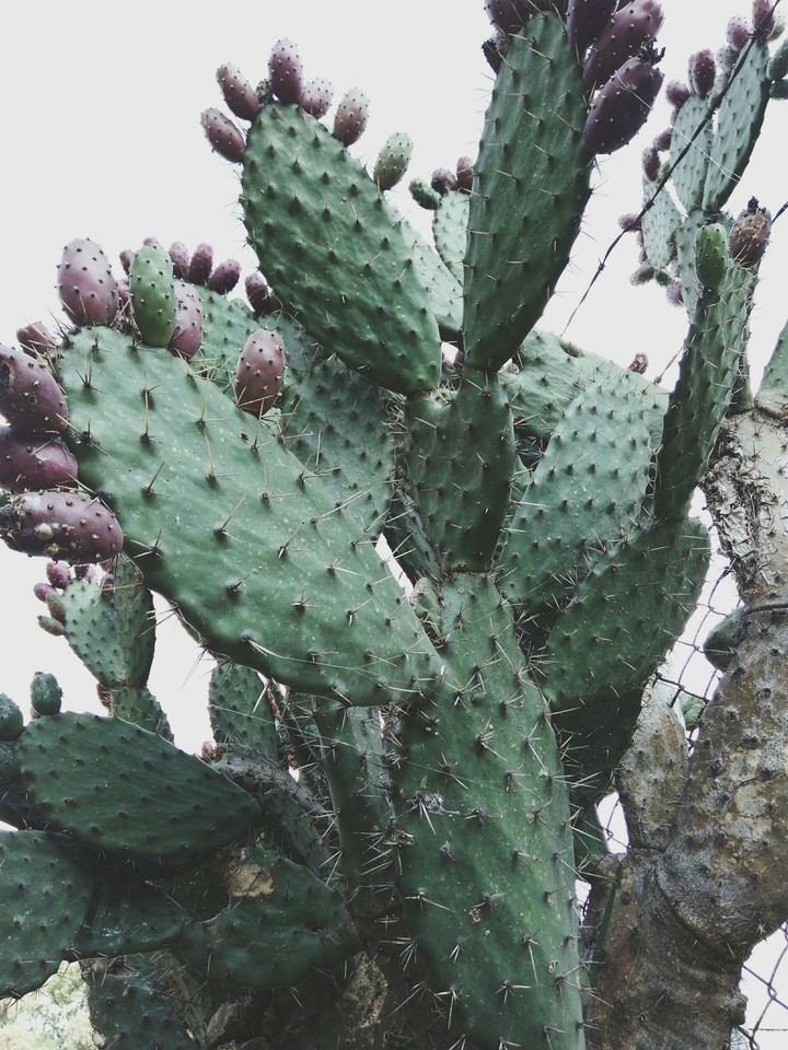 Plant