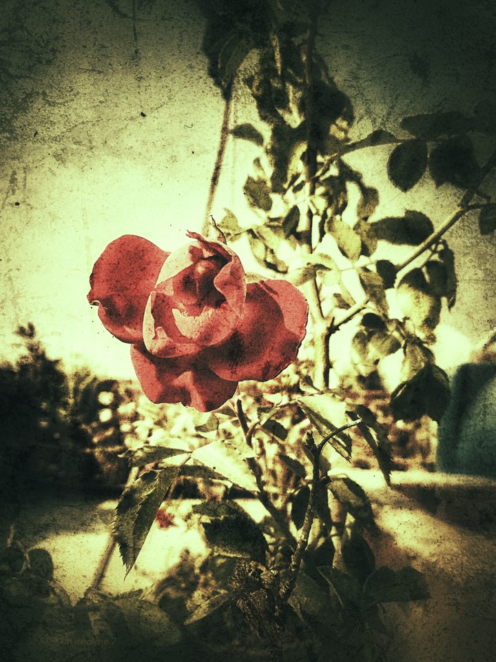 red roses