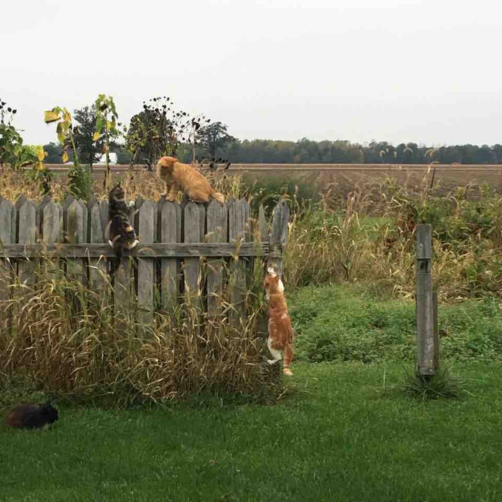 pre-cat hotel idea