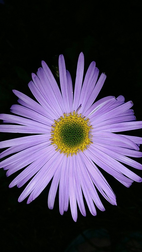 daisy, flower桌布