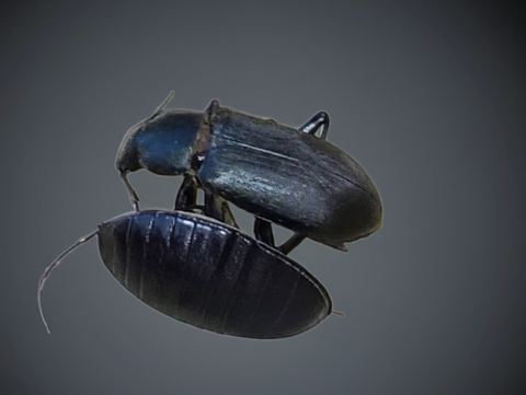 Bug on bug