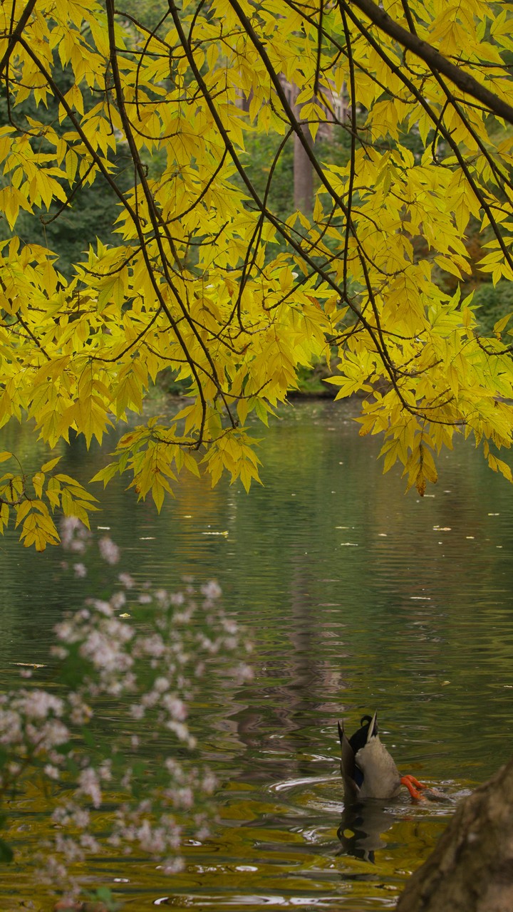 [Video Wallpaper] Yellow Lake with Duck