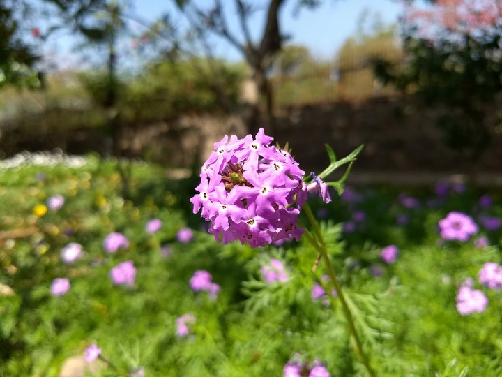 Peaceful flower!