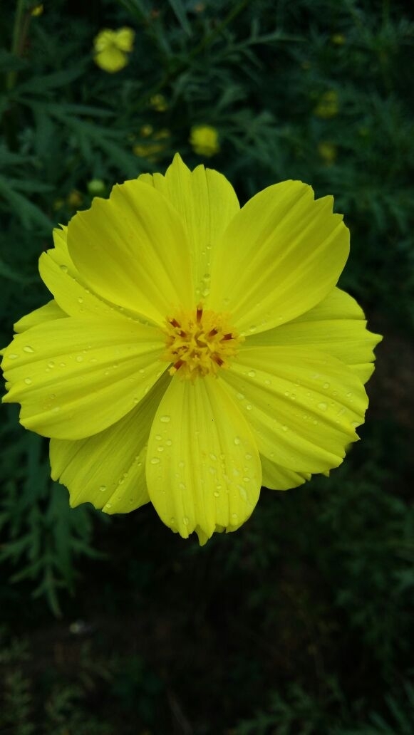 Yellow Lily by Mun Majumder