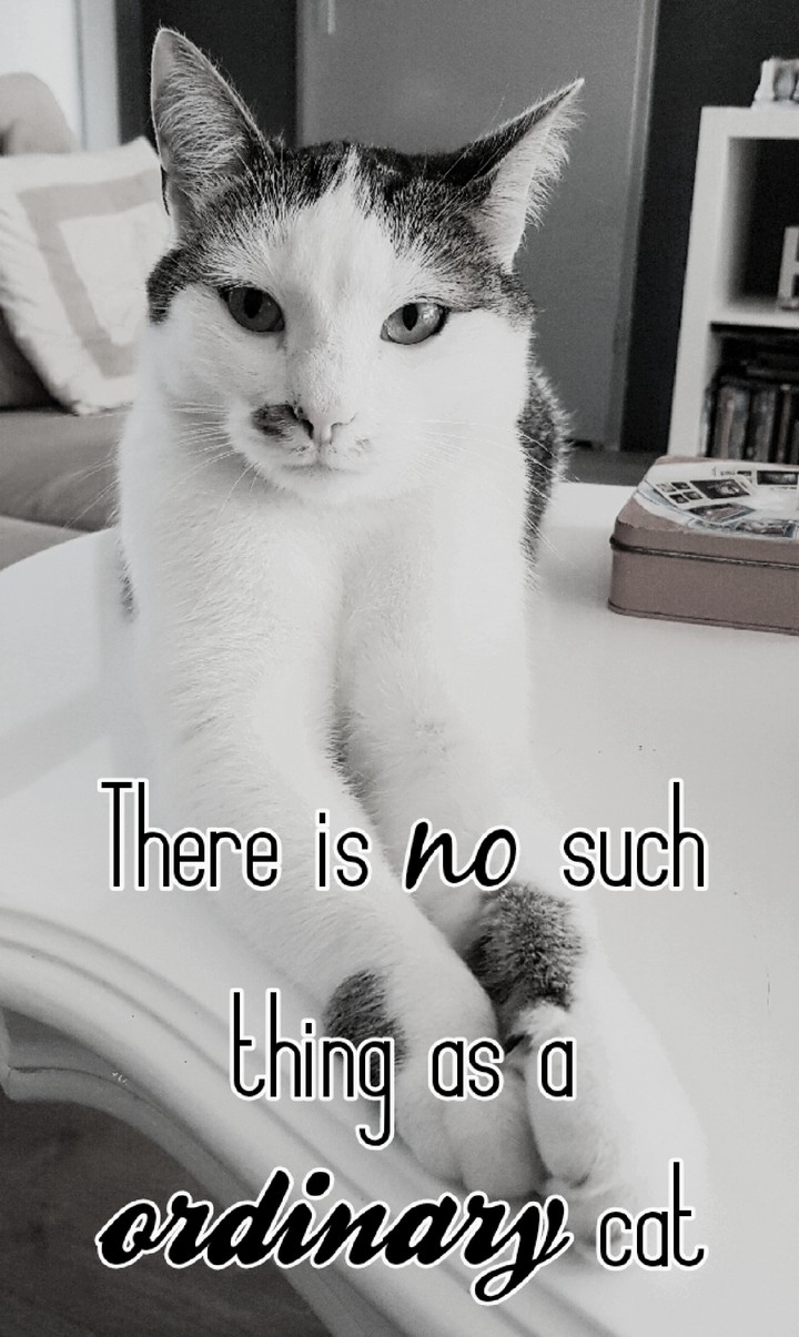 No ordinary cat