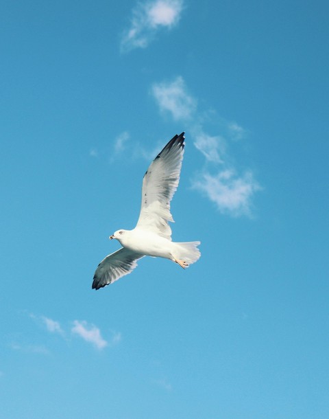 обои wing, beak