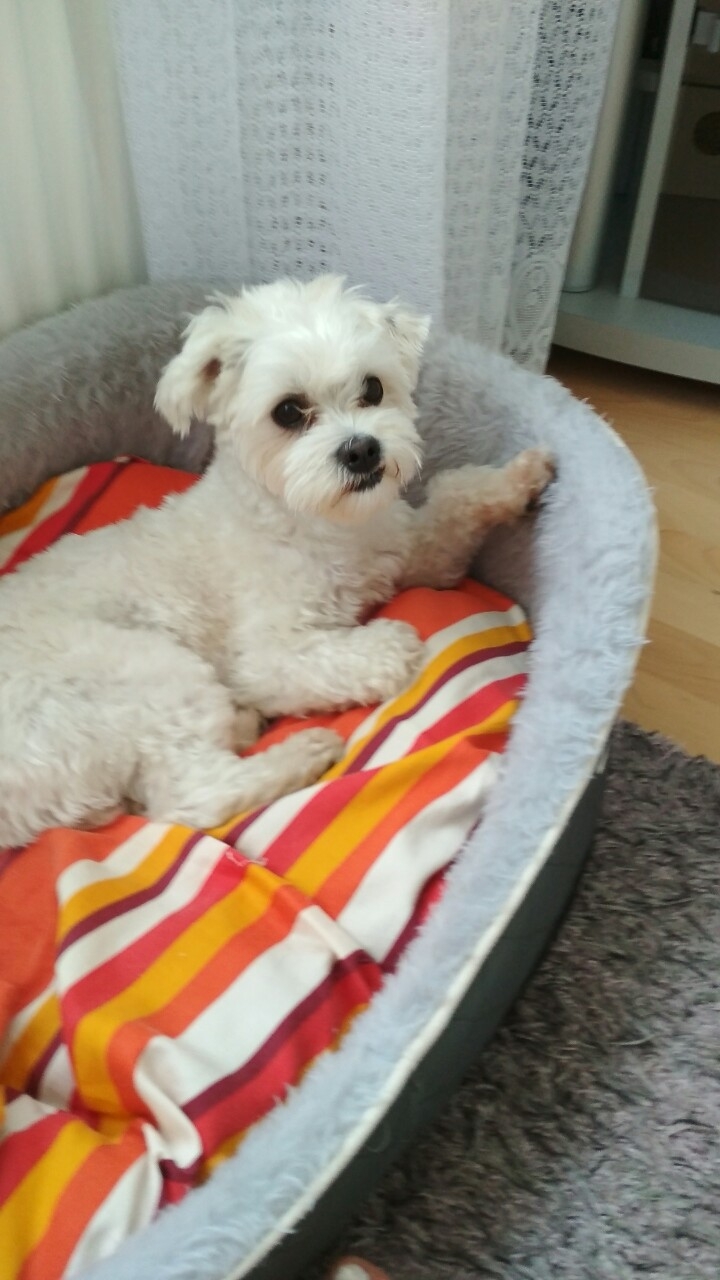 dog