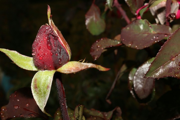 rose