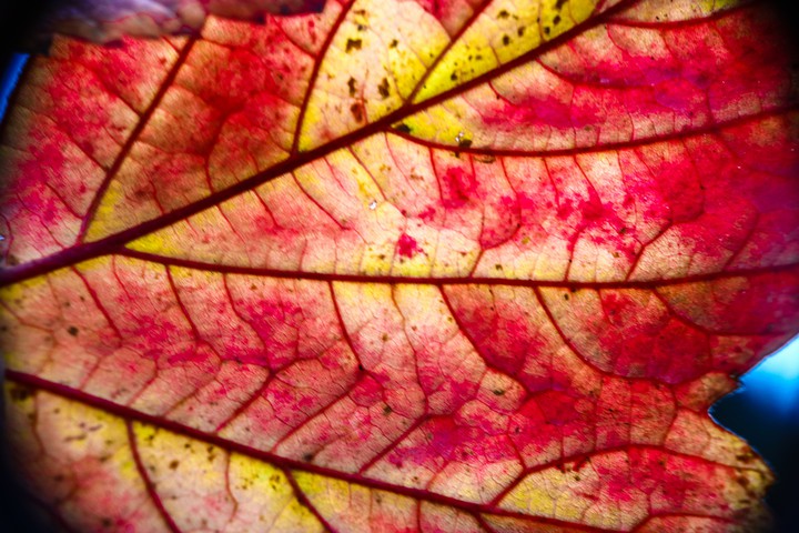 Herbstblatt