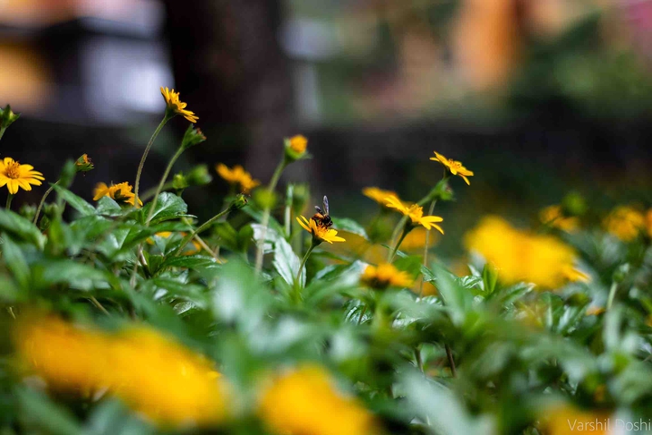 Honeybee and the Flower