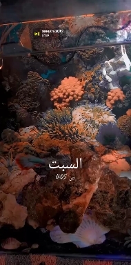 my fish