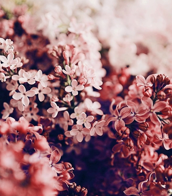 Flowers...