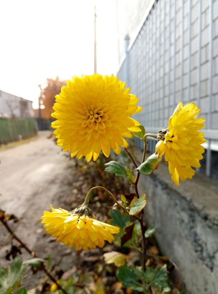 flowers